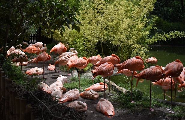 From puebla: Private tour in Africam Safari all-Inclusive