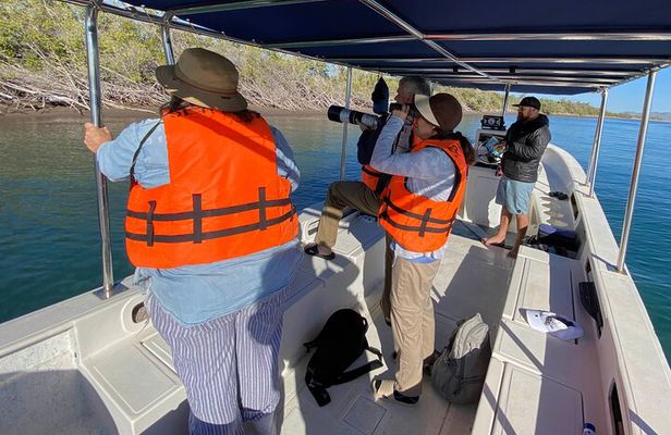 Birding By Sea and Land 4hr. La Paz Mexico