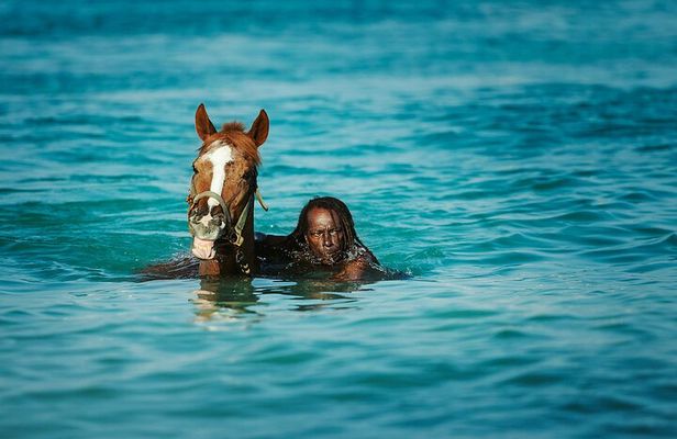 Experience the Swimming Horses at Carlisle Bay & the Garrison