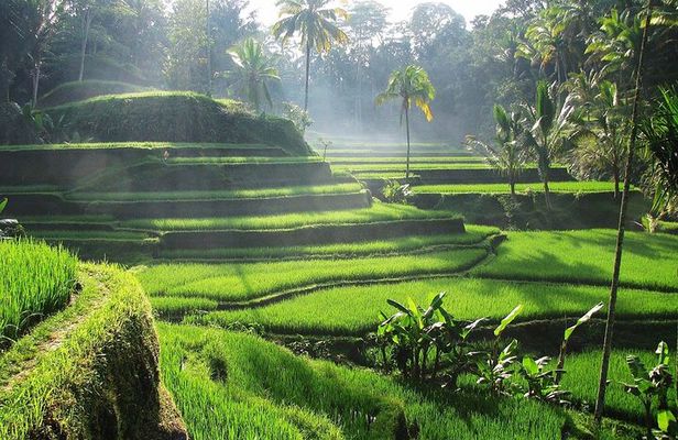 Ubud Tour Water Temple with Jungle Swing
