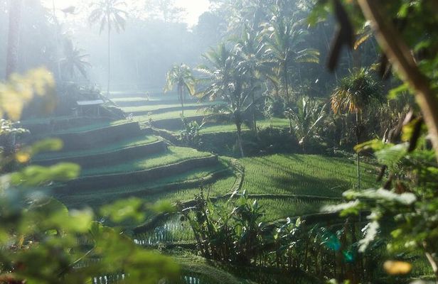 Ubud Monkey Forest, Water Temple, Rice Terrace with Jungle Swing