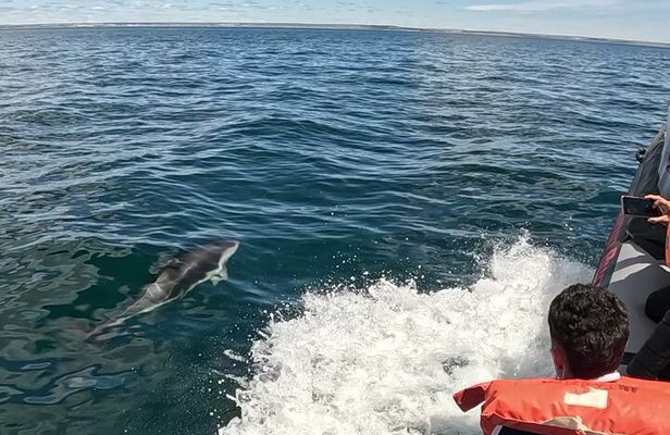 Nautical Adventure in Search of Dolphins
