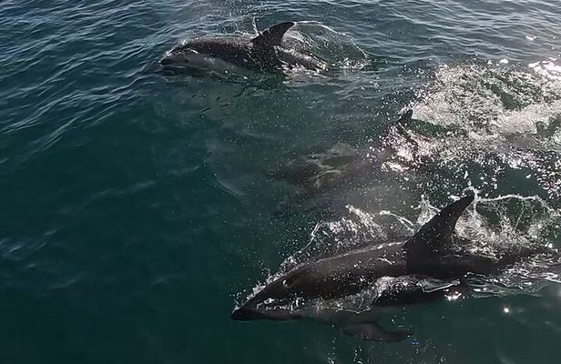Nautical Adventure in Search of Dolphins