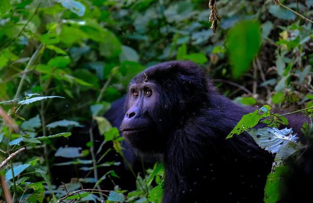 1 Day Gorilla Trekking