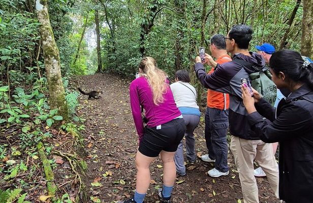 Cloud forest wonders guided tour