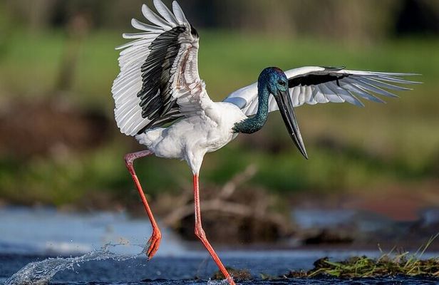 Kakadu National Park Full Day Tour + Yellow Water River Cruise