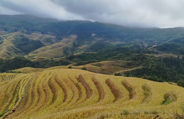 Longji Rice Terraces Private Day Tour: Dazhai & Pingan Villages
