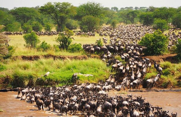 3 Days 2 Nights Maasai Mara Group Safari by 4WD From Nairobi