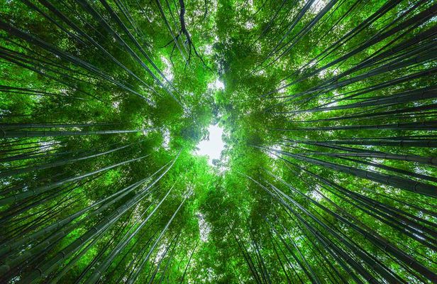 From Kyoto / Osaka: Kyoto Must-see Spots & Nara Park One Day Tour