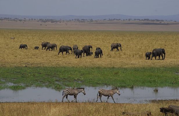 5 days Tanzania budget safari with big five