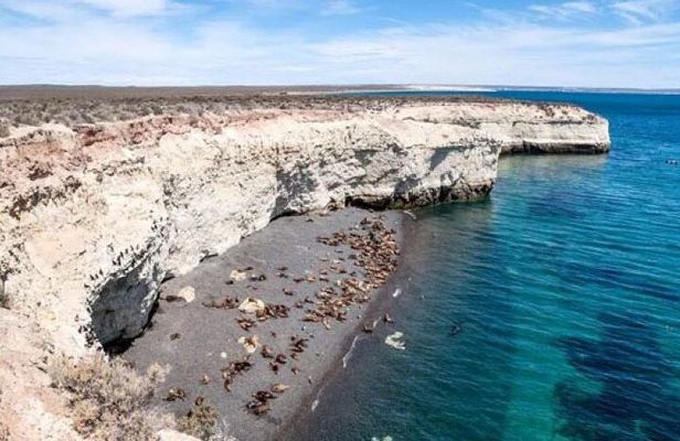 Cruise Shore Sea Lions Experience Punta Loma and city overview