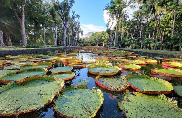 Discover North Mauritius: Private & Tailored Full-Day Adventure 