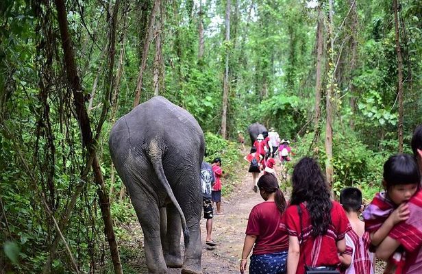 Small Group immersive Elephant Sanctuary & Karen Tribe life