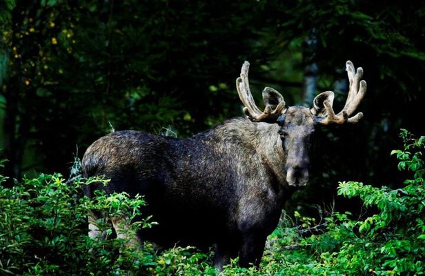 Wildlife Forest Hike