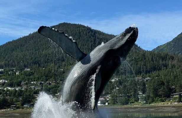 Juneau Highlights and Mendenhall Glacier Tour