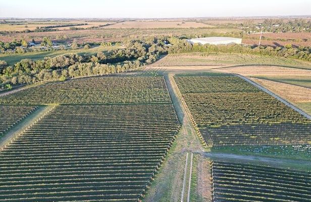 Wine Tour to Colonia Caroya, Cordoba - Half Day