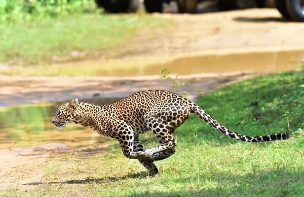 Wilpattu Half Day Safari from Sigiriya