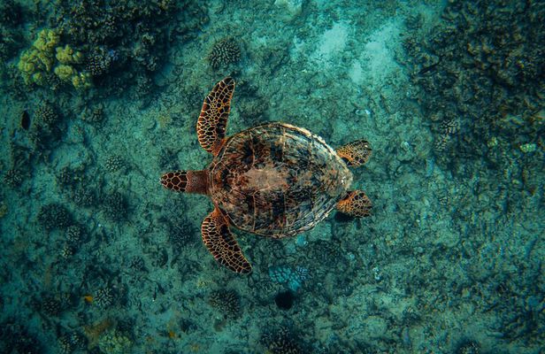 Moana’s VIP Waikiki Turtle Snorkeling Experience on Nalu