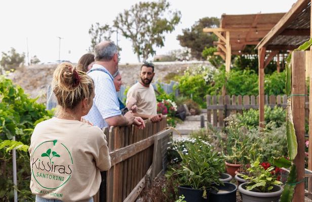 Santorini Sightseeing Tour and Farm Lunch Experience