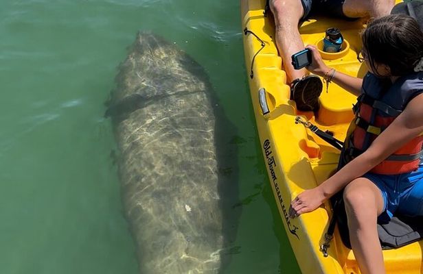 Manatee Discovery Anna Maria Island