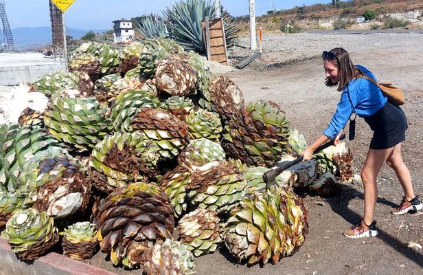Experience the Mezcal Tour in Oaxaca
