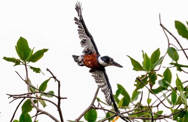 Half Day Tour Churute Mangroves and Bird Watching from Guayaquil