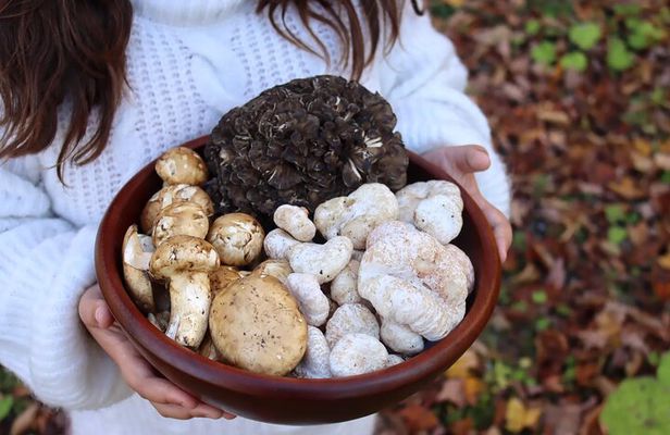 Private Daytrip for Truffle Mushroom Foraging and Wine Tasting