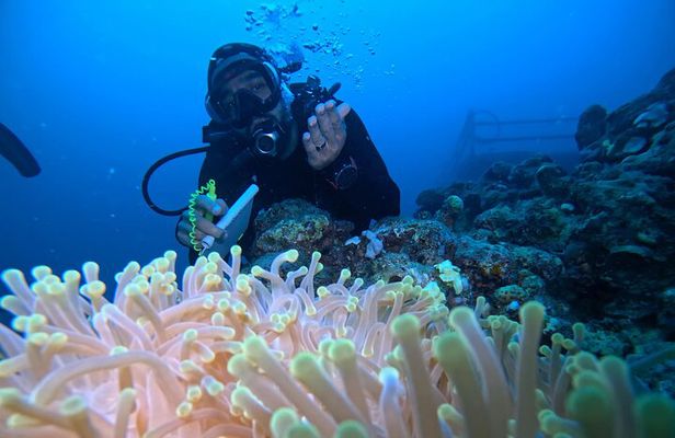 Scuba Diving , Snorkeling , and Swimming in Jeddah 