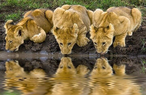 Discover the World's Latest Updates on 2 day Tanzania Safari Tour
