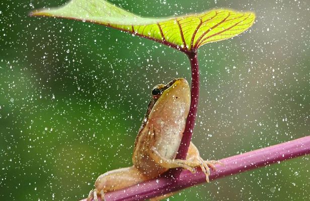 3 Day All-Inclusive Guided Jungle Tour from Iquitos