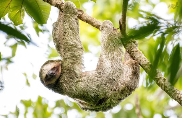 Arenal Sloth Quest