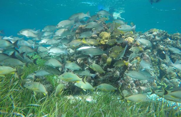 Shared Snorkeling Playa El Cielo in Cozumel