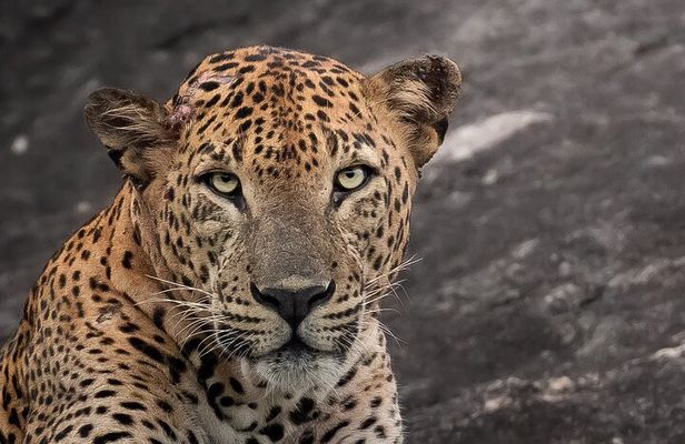 Half Day trip in Yala National Park