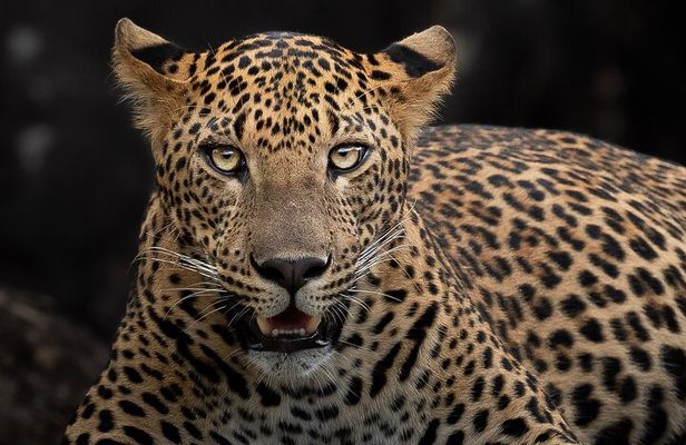 Yala National Park Full Day Safari Tour