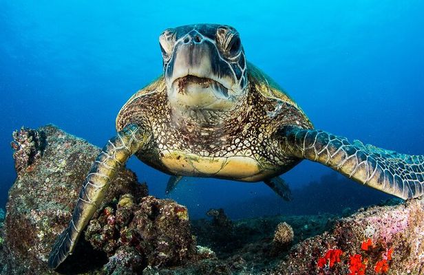 2 Tanks Scuba Dive Kaua'i from a Boat