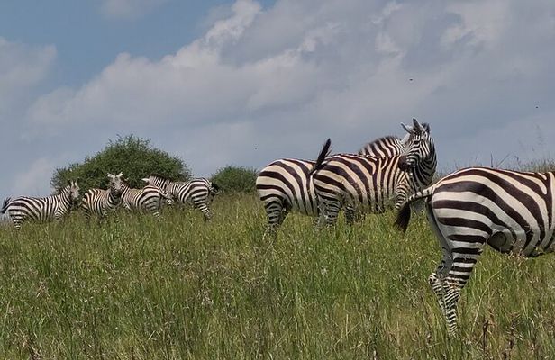 Nairobi National Park Half Day Safari