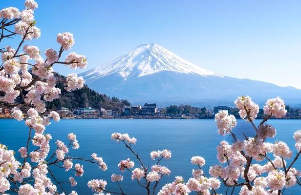 Mt. Fuji Cherry Blossom and Shibasakura Festival Tour
