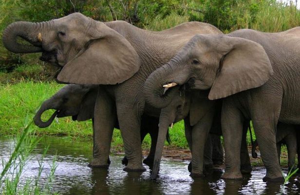 4 Day Garden Route & Addo National Park Adventure from Cape Town