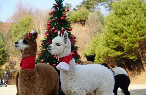 Alpaca, Nami, Eobi with Rail Bike or Strawberry