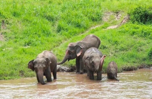 Elephant Care and Sticky Waterfalls (Bua Thong Waterfalls) Tour