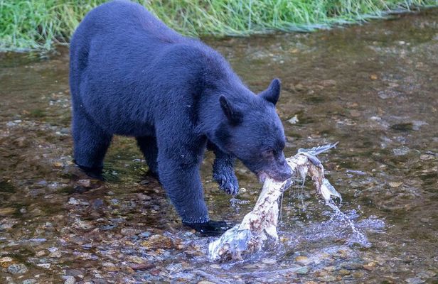 Alaska Wildlife Safari and Sightseeing Tour