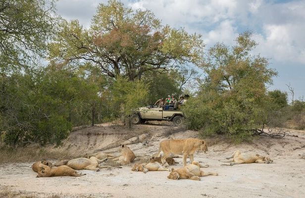 3 Day Kruger Safari Fly-in From Johannesburg