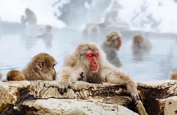 Nagano Snow Monkey Park With Beef Sukiyaki And Gods Wine Tour