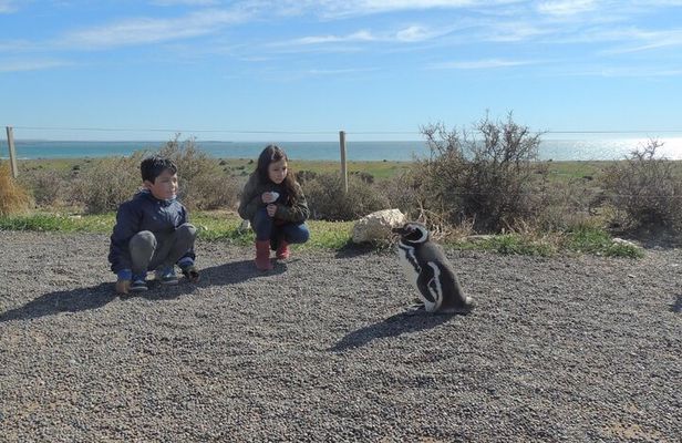 Penguins in Punta Tombo from Puerto Madryn. For Cruisers