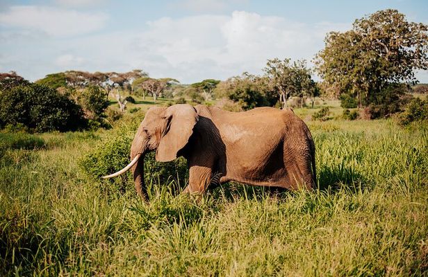 Full Day Tarangire Safari with Maasai Village Visit