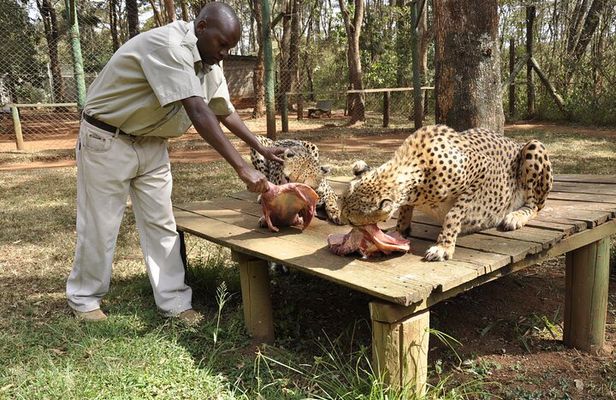 Animal Orphanage with Safari Walk and Bomas of Kenya Guided Tour