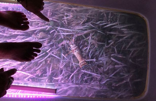 Glow And Discover, Guided Night Kayak Eco Tour in Key West