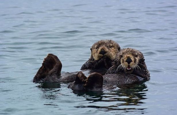 Sitka Whale Watch and Sea Otter Quest