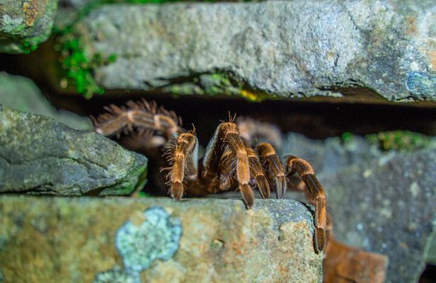 Monteverde Cloud Forest Guided Night Walk