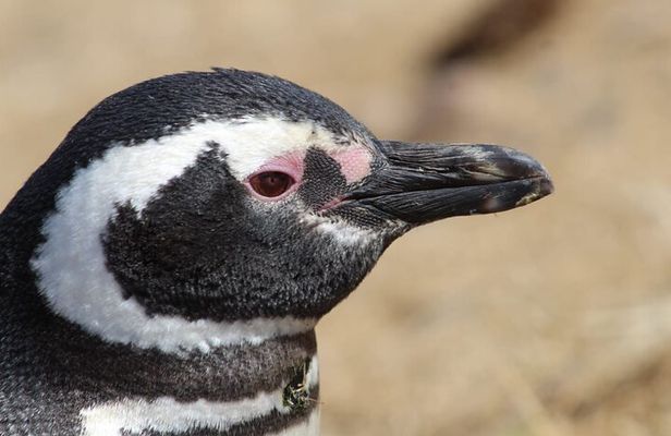 Excursion to Punta Tombo to See Penguins from Puerto Madryn